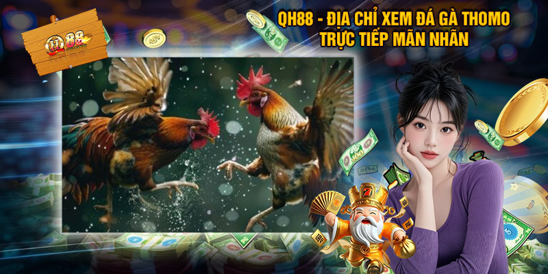 QH88 - Địa chỉ xem đá gà thomo trực tiếp mãn nhãn